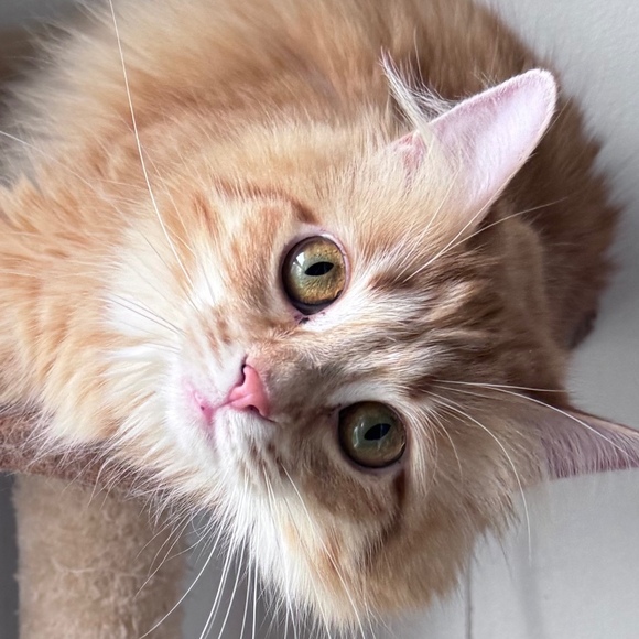 poshcatrescue